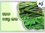 ସଜନା,କମ ବ୍ୟୟରେ ଦେଇଥାଏ ଅଧିକ ଲାଭ