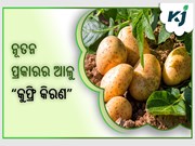 ନୂତନ ପ୍ରକାରର ଆଳୁ "କୁଫ୍ରି କିରଣ", ଉଚ୍ଚ ତାପମାତ୍ରାରେ ମଧ୍ୟ ଦେବ ବମ୍ପର ଉତ୍ପାଦନ