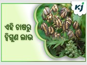 କାଷ୍ଟର ତଥା ଜଡ଼ା ଚାଷ ଦ୍ୱାରା ପାଆନ୍ତୁ ଦ୍ବିଗୁଣ ଲାଭ
