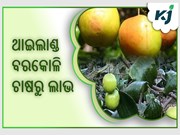 ଓଡିଶା ମାଟିରେ ଫଳୁଛି ଥାଇଲାଣ୍ଡ ବରକୋଳି