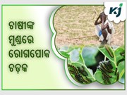 ଚାଷୀଙ୍କର ଭେକାଳ ବୁଡ଼େଇଲାଣି ଏହି ରୋଗପୋକ 
