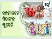 କନ୍ଧମାଳରେ ମହକୁଛି ମିଠା ଷ୍ଟ୍ରବେରି ମହକ