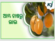 ଲାଭ ଦେବ ବ୍ୟବସାୟିକ ଭିତ୍ତିରେ ଆମ୍ବ ଚାଷ