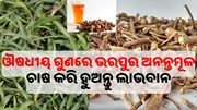 ଔଷଧୀୟ ଗୁଣରେ ଭରପୁର ଅନନ୍ତମୂଳ, ଭଲ କରିଦେବ ଶରୀରର ବିଭିନ୍ନ ପ୍ରକାରର ରୋଗ