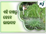 ଜାଣନ୍ତୁ କ'ଣ ଏହି ଘାସ, ଯାହା ତେଲରୁ ଚାଷୀ କମାଉଛନ୍ତି ଲକ୍ଷ ଲକ୍ଷ ଟଙ୍କା