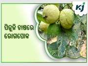 ପିଜୁଳି ଚାଷ ନଷ୍ଟରେ କାରଣ ସାଜୁଛି କି ଝାଉଁଳା ରୋଗ ? ଜାଣନ୍ତୁ ପ୍ରତିକାର.....