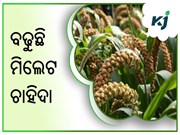 ଜରୁରୀ ପୋଷକ ତତ୍ତ୍ୱରେ ଭରପୂର ମିଲେଟ