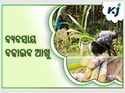 ଆଖୁ ଚାଷ କରି କମାନ୍ତୁ ଲକ୍ଷ ଲକ୍ଷ ଟଙ୍କା