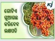 ଗୋଟିଏ ଗୁଆଗଛ, ଆପଣଙ୍କୁ ୭୦ ବର୍ଷ ପର୍ଯ୍ୟନ୍ତ ଦେବ ଲାଭ