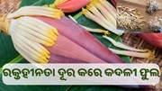 ରକ୍ତହୀନତା ଦୂର କରିଥାଏ କଦଳୀ ଫୁଲ.. ରକ୍ତହୀନତା ଦୂର କରିଥାଏ କଦଳୀ ଫୁଲ..