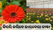 କିପରି କରିବେ ଜାରବେରା ଚାଷ ? କିପରି କରିବେ ଜାରବେରା ଚାଷ ?