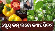 ମସ୍ତିଷ୍କ ବିକାଶରେ ସାହାଯ୍ୟ କରେ କ୍ୟାପସିକମ୍... ମସ୍ତିଷ୍କ ବିକାଶରେ ସାହାଯ୍ୟ କରେ କ୍ୟାପସିକମ୍...