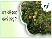 ହଜାରୀ ପ୍ରଜାତିର ଲେମ୍ବୁ ଚାଷ କରି ରୋଜଗାର କରନ୍ତୁ ଲକ୍ଷ ଲକ୍ଷ ଟଙ୍କା