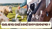 ଦୁଧିଆଳୀ ପଶୁଙ୍କୁ କେଉଁ ଖାଦ୍ୟ ଖୁଆଇବା ଉଚିତ୍ ? ଦୁଧିଆଳୀ ପଶୁଙ୍କୁ କେଉଁ ଖାଦ୍ୟ ଖୁଆଇବା ଉଚିତ୍ ?