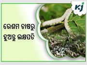 ରେଶମ ଚାଷ କରି ଲକ୍ଷ ଲକ୍ଷ ରୋଜଗାର