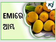 କିସ୍ତିରେ ଟଙ୍କା ଦେଇ ପ୍ରିମିୟମରେ ଆମ୍ବ ଖାଉଛନ୍ତି