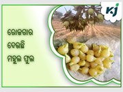 ଆଦିବାସୀଙ୍କୁ ଦାନା ଦେଉଛି ମହୁଲ ଫୁଲ