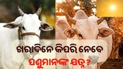 ଖରାଦିନେ କିପରି ନେବେ ପଶୁମାନଙ୍କ ଯତ୍ନ ? ଖରାଦିନେ କିପରି ନେବେ ପଶୁମାନଙ୍କ ଯତ୍ନ ?