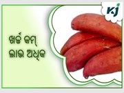 କନ୍ଦମୂଳ ଚାଷ: ଖର୍ଚ୍ଚ କମ୍ ଲାଭ ଅଧିକ