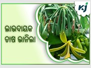 ଭାନିଲା ଚାଷ :କିଲୋଗ୍ରାମ ପିଛା 50ହଜାର ଟଙ୍କା 