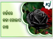 ଚର୍ଚ୍ଚାରେ କଳା ଗୋଲାପ ଚାଷ : ଜାଣନ୍ତୁ ଅଧିକ ତଥ୍ୟ 