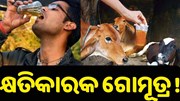 କ୍ଷତିକାରକ ଗୋମୂତ୍ର !ଏମିତି କହିଲା ଭାରତୀୟ ପ୍ରାଣୀ ଚିକିତ୍ସା ଅନୁସନ୍ଧାନ ପ୍ରତିଷ୍ଠାନ... କ୍ଷତିକାରକ ଗୋମୂତ୍ର !ଏମିତି କହିଲା ଭାରତୀୟ ପ୍ରାଣୀ ଚିକିତ୍ସା ଅନୁସନ୍ଧାନ ପ୍ରତିଷ୍ଠାନ...