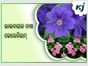 ଜେରେନିୟମ୍ ଚାଷ :ରୋଜଗାର କରିବେ ଲକ୍ଷ ଲକ୍ଷ ଟଙ୍କା 