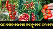 ଘର ଅଗଣାରେ କରନ୍ତୁ ଚେରି ଟମାଟୋ ଚାଷ.. ଘର ଅଗଣାରେ କରନ୍ତୁ ଚେରି ଟମାଟୋ ଚାଷ..