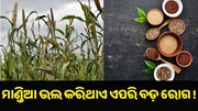ଏହି ସବୁ ରୋଗ ଭଲ କରିଥାଏ ମାଣ୍ଡିଆ..... ଏହି ସବୁ ରୋଗ ଭଲ କରିଥାଏ ମାଣ୍ଡିଆ.....