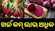 ଅଦିନିଆ ବିଟ୍ ରୁଟ୍ ଚାଷ କରି ବଢ଼ାନ୍ତୁ ନିଜର ରୋଜଗାର.. ଅଦିନିଆ ବିଟ୍ ରୁଟ୍ ଚାଷ କରି ବଢ଼ାନ୍ତୁ ନିଜର ରୋଜଗାର..