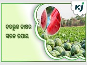 ଖରାଦିନିଆ ତରଭୁଜ ଚାଷର ସରଳ ଉପାୟ 