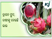 ବିଦେଶୀ ଫଳ ଡ୍ରାଗନ ଫ୍ରୁଟ ଚାଷକରି ଚର୍ଚ୍ଚାରେ