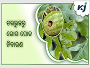 ତରଭୁଜ ଚାଷୀ ଜାଣନ୍ତୁ କିପରି କରିବେ ରୋଗ ପୋକ ନିୟନ୍ତ୍ରଣ 
