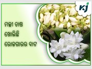 ମଲ୍ଲୀ ଚାଷ ଖୋଲିଛି ରୋଜଗାରର ବାଟ ,ଚାଷୀ ପାଉଛନ୍ତି ଲାଭ 