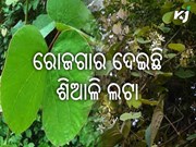 ଜଙ୍ଗଲି ଆଦିବାସୀଙ୍କୁ ଆଶୀର୍ବାଦ: ଶିଆଳି ପତ୍ର