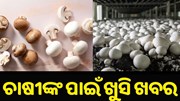 ଖୁବ୍ ଶୀଘ୍ର ମାର୍କେଟକୁ ଆସୁଛି ନୂଆ କିସମର ଛତୁ, ଲାଭବାନ ହେବେ ଚାଷୀ...