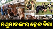 ଏବେ ପଶୁମାନଙ୍କର ହେବ ବିମା, ଲାଭବାନ ହେବେ ପଶୁପାଳକ