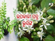 ଉପକାରୀ ପତ୍ର ଭୁର୍ସଙ୍ଗ :ଘରେ କରନ୍ତୁ ଚାଷ 