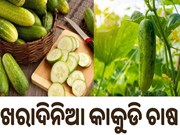 ଖରାଦିନେ ଏହି ପ୍ରଣାଳୀରେ କରନ୍ତୁ କାକୁଡି ଚାଷ ,ମିଳିବ ପ୍ରଚୁର ଲାଭ 