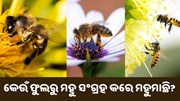 ଜାଣନ୍ତୁ କେଉଁ ଫୁଲରୁ ମହୁ ସଂଗ୍ରହ କରିଥାଏ ମହୁମାଛି 