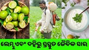 ଲେମ୍ବୁ ଏବଂ ଦହିରୁ ପ୍ରସ୍ତୁତ କୀଟନାଶକ ,ଏବେ ଫଳିବ ଭଲ ଫସଲ 