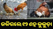 ପୋଡ଼ି ଗଲେ ୧୨୦୦ କୁକୁଡ଼ା... ପୋଡ଼ି ଗଲେ ୧୨୦୦ କୁକୁଡ଼ା...