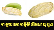 ଟାକୁଆରେ ରହିଛି ଅନେକ ଔଷଧୀୟ ଗୁଣ, ଖାଇଲେ ଭଲ ହୋଇଯିବ ଏହି ସବୁ ରୋଗ... ଟାକୁଆରେ ରହିଛି ଅନେକ ଔଷଧୀୟ ଗୁଣ, ଖାଇଲେ ଭଲ ହୋଇଯିବ ଏହି ସବୁ ରୋଗ...