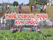 ନମସ୍କାର ଅନୁଗୁଳ, ଆସନ୍ତୁ ଜାଣିବା ଆପଣଙ୍କ ଜିଲ୍ଲାର କୃଷି ବିଜ୍ଞାନ କେନ୍ଦ୍ରର କ'ଣ ରହିଛି ବିଶେଷତ୍ୱ ?