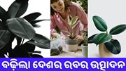 ଦେଶରେ ବୃଦ୍ଧି ପାଇଲା ରବର ଉତ୍ପାଦନ 