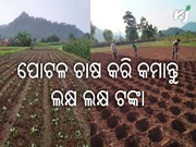 ପୋଟଳ ଚାଷ କଲେ ଅଳ୍ପ ମୂଲ୍ୟରେ ଲକ୍ଷ ଲକ୍ଷ ରୋଜଗାର କରି ପାରିବେ