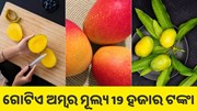 ଜାପାନର ଏହି ସ୍ୱତନ୍ତ୍ର ଆମ୍ବ ମୂଲ୍ୟ 19 ହଜାର ଟଙ୍କା, ଜାଣନ୍ତୁ ଏହାର ବିଶେଷତା କ’ଣ?