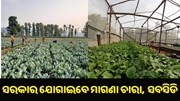 ଉଦ୍ୟାନ କୃଷି ପାଇଁ ସରକାର ଯୋଗାଇବେ ମାଗଣା ଚାରା ଓ ସବସିଡି... ଉଦ୍ୟାନ କୃଷି ପାଇଁ ସରକାର ଯୋଗାଇବେ ମାଗଣା ଚାରା ଓ ସବସିଡି...