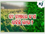 ଚା' ପତି ଚାଷରୁ କିପରି ପାଇବେ ଲାଭ, ଆସନ୍ତୁ ଜାଣିବା......