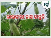 ଗ୍ରୀଷ୍ମ ସମୟରେ କାକୁଡି ଚାଷରୁ ଭଲ ଟଙ୍କା ରୋଜଗାର କରନ୍ତୁ